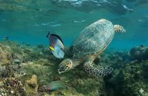 Abu Dabbab Full Day Snorkeling with Turtles & Dugong – Hurghada