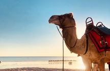 1 Hour Broome Sunset Camel Tour on Cable Beach