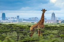 Half-Day Safari Adventure in Nairobi National Park