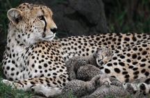 Amboseli National Park Tour with Kilimanjaro Views