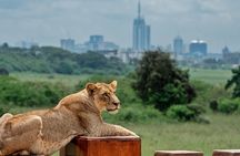 Half-Day Safari Adventure in Nairobi National Park