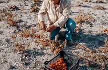 Terroir Santorini-Signature Experience
