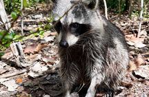 Raccoon Island Miami Boat Tour with Wildlife & Swimming