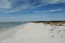 3 Hour Dolphin Snorkeling and Shell Key Adventure St. Pete Beach