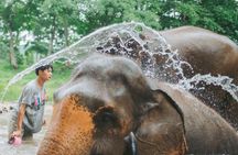 Elephant Sanctuary Chiang Mai, River Rafting, Zipline & Waterfall