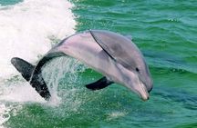 Destin Dolphin Watching and Shelling Tour