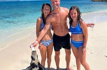 Bahamas Budget Adventure: Pigs, Snorkle, Turtles, and Beach