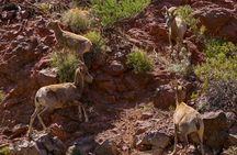 From Willow Beach: Emerald Cave Sit-On-Top Kayak Rental
