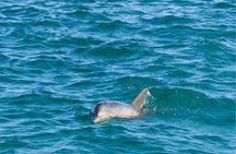 Sunset Dolphin Cruise in Destin Florida