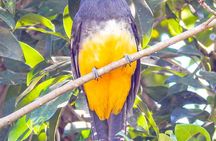 Birdwatching Adventure in Playa del Carmen with Local Guide