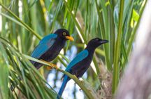 Birdwatching Adventure in Playa del Carmen with Local Guide