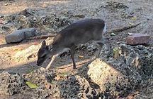 Jozani Red colobus monkey, Turtles Swim and The Rock Restaurant