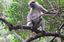 Jozani Red colobus monkey, Turtles Swim and The Rock Restaurant