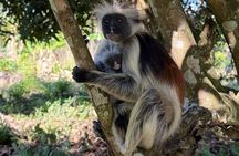 Jozani Red colobus monkey, Turtles Swim and The Rock Restaurant
