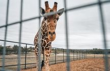  Giraffe Experience and Safari Wine Tour at Grapetown Vineyard 