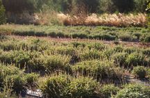 Cretan Farm Tour and Folklore Collection Visit