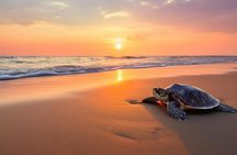 Galle Day Tour With Scenic Coastal Train Ride From Colombo
