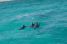 Dolphin Watching Cruise Adventure in Destin Florida