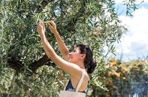 Olive Oil Tasting and Grove in Pieria Mount Olympus Area