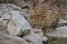 Ranthambore Jungle Safari Booking –Tiger Safari with Expert Guide