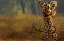 Ranthambore Jungle Safari Booking –Tiger Safari with Expert Guide