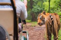 Ranthambore Jungle Safari Booking –Tiger Safari with Expert Guide