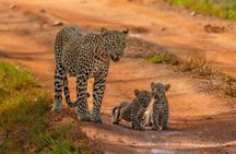 Sri Lanka Travel Guide 7 Days of Culture Safari and Beach Surfing