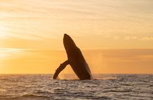 Educational Sunrise Whale Watching with Photos Included