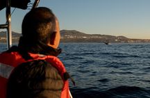 Educational Sunrise Whale Watching with Photos Included