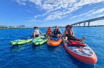 Dolphin and Manatee Paddleboard Adventure in Daytona