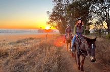 Sunrise Horse Ride in Hunter Valley
