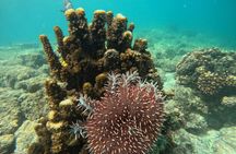 Isla Espiritu Santo and Balandra All Inclusive Tour