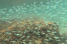 Isla Espiritu Santo, Balandra and Sea Lions All Inclusive