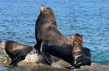 Isla Espiritu Santo and Balandra All Inclusive Tour