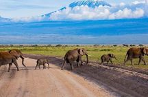 Amboseli National Park Tour with Kilimanjaro Views