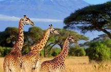 Amboseli National Park Tour with Kilimanjaro Views