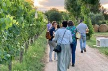 Wine Tasting and Guided Visit to the Vineyard and Cellar in S. Maria Imbaro