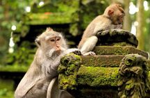 Private Tour Sangeh Monkey Forest Leke Leke and Jatiluwih