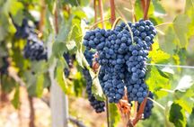 Wine Tour of Amarone della Valpolicella