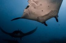 2 Day Komodo Island Sailing Adventure with Snorkeling & Dragons