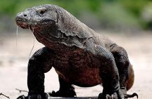 2 Day Komodo Island Sailing Adventure with Snorkeling & Dragons