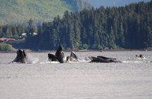 Exclusive Whale Watching