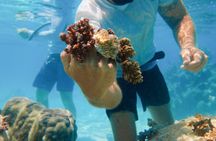 Moorea Coral Planting Eco Tour Restore the Reef