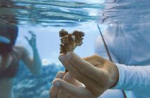 Moorea Coral Planting Eco Tour Restore the Reef