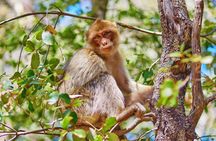 Akchour Waterfalls or God’s Bridge Half-Day Trip from Chefchaouen