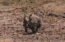 Nairobi National Park and Giraffe Center Half Day Guided Safari