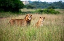 Nairobi National Park and Giraffe Center Half Day Guided Safari