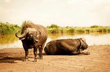 Nairobi National Park and Giraffe Center Half Day Guided Safari