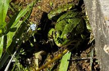 Krka Waterfalls Highlights Tour Small Group and Scenic Walks