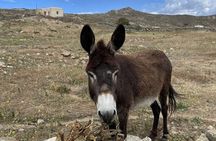 Half Day Private Island Tour with a Local in Mykonos